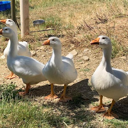 Case Coloniche Berni Impruneta Dış mekan fotoğraf